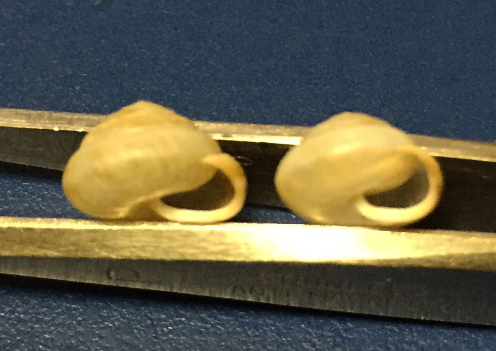 sempre pendici del Baldo...