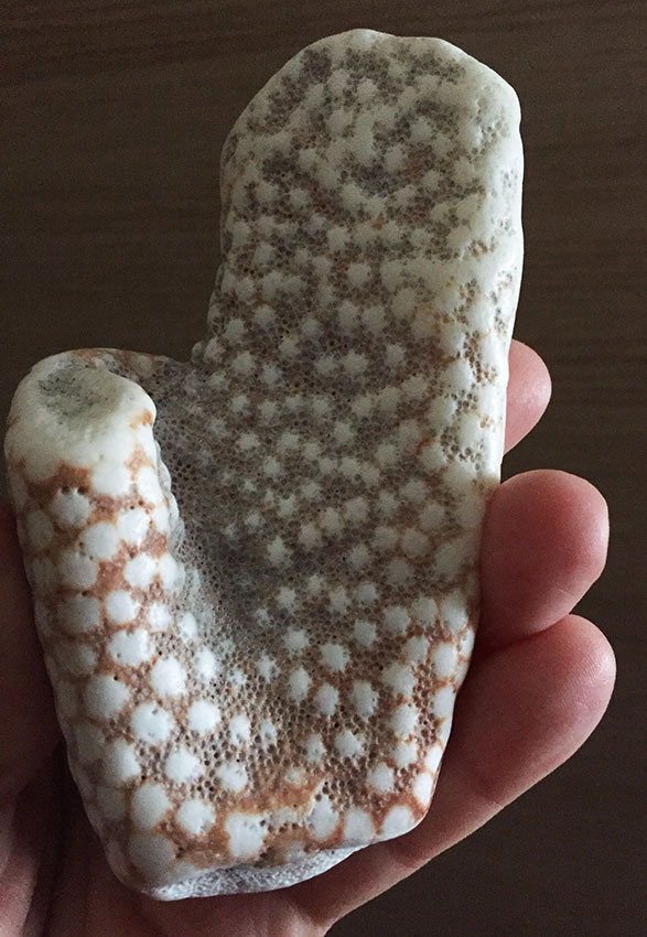 possono essere parti di una Pocillopora?