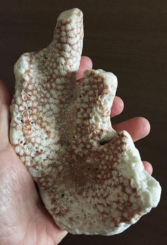 possono essere parti di una Pocillopora?