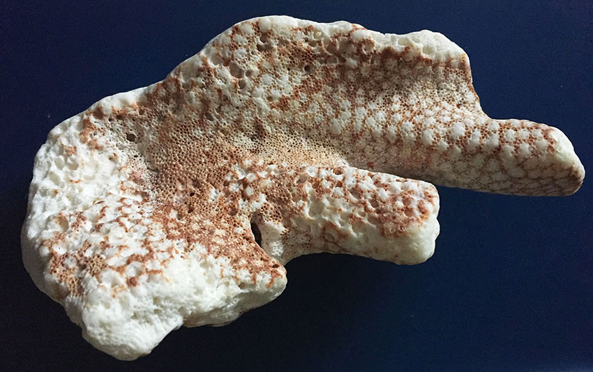 possono essere parti di una Pocillopora?