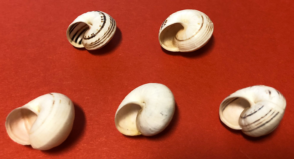 Chiocciole di Lampedusa