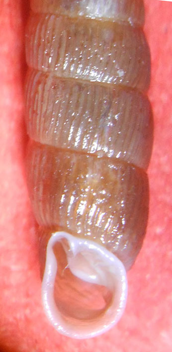 Clausiliidae da id...