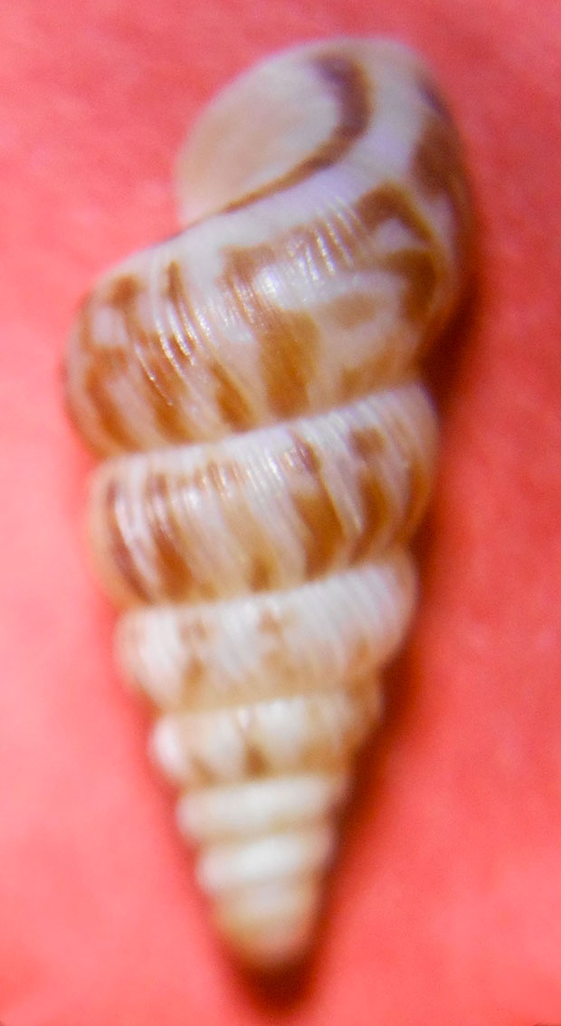 Cochlostoma sp.