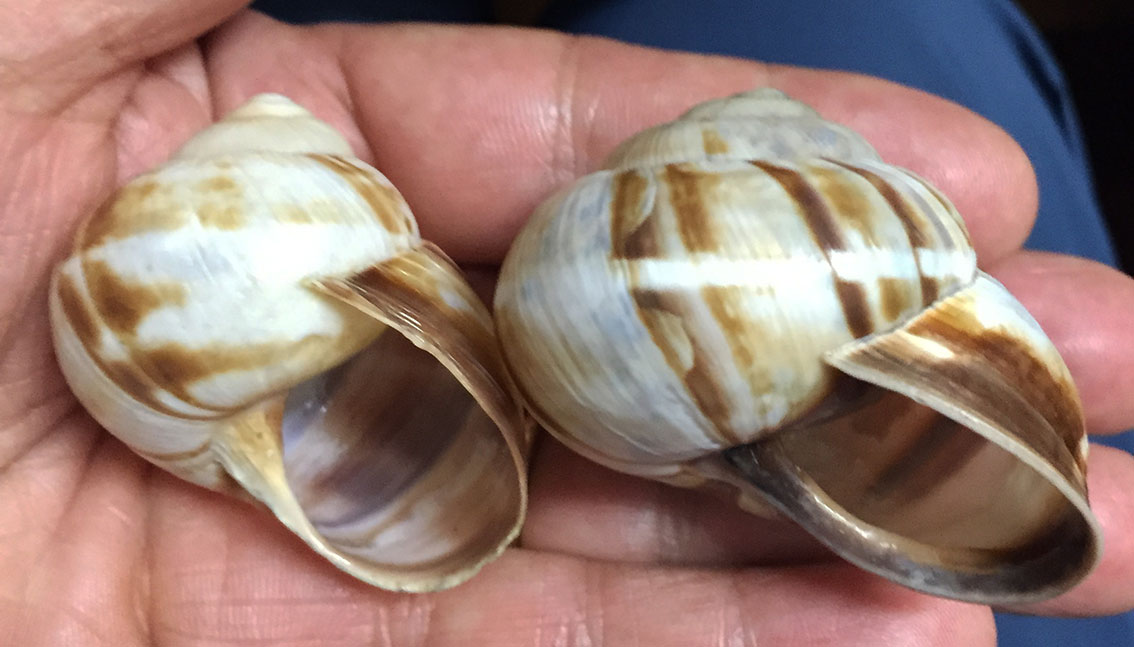 Helix lucorum della Turchia...