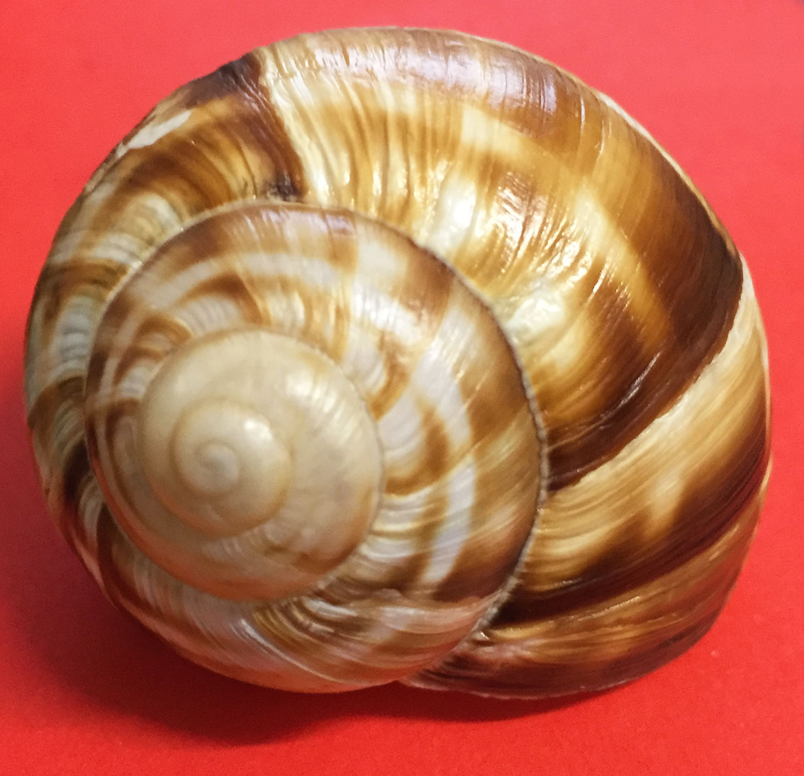 Helix lucorum della Turchia...