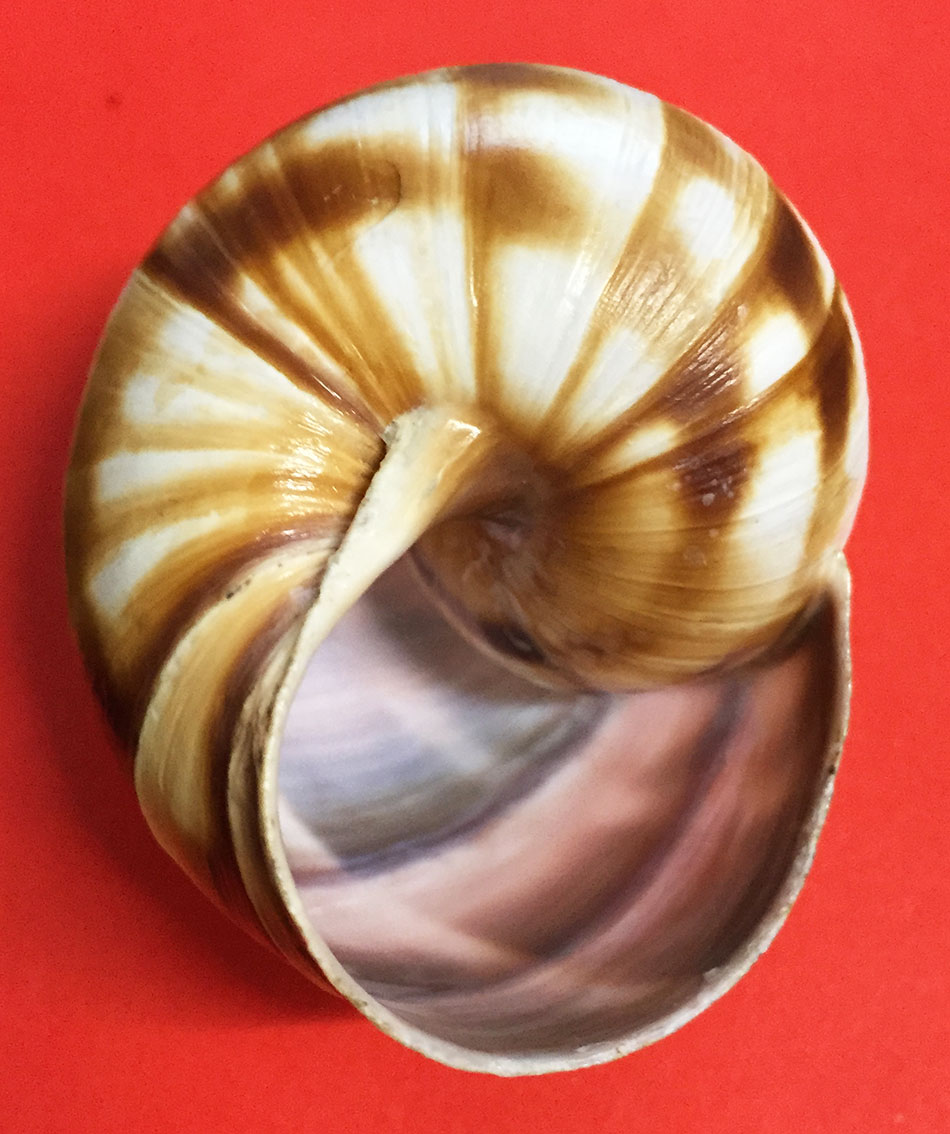 Helix lucorum della Turchia...