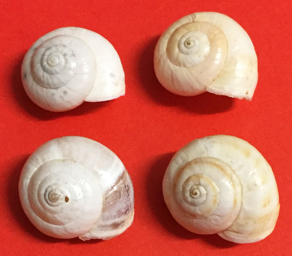 Cernuella virgata