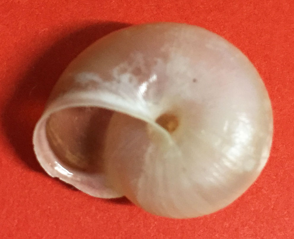 Ancora Monacha cf. cantiana?