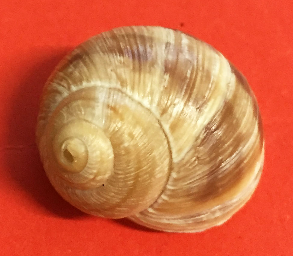 Helix figulina Rossmssler, 1839