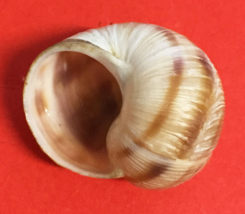 Helix figulina Rossmssler, 1839