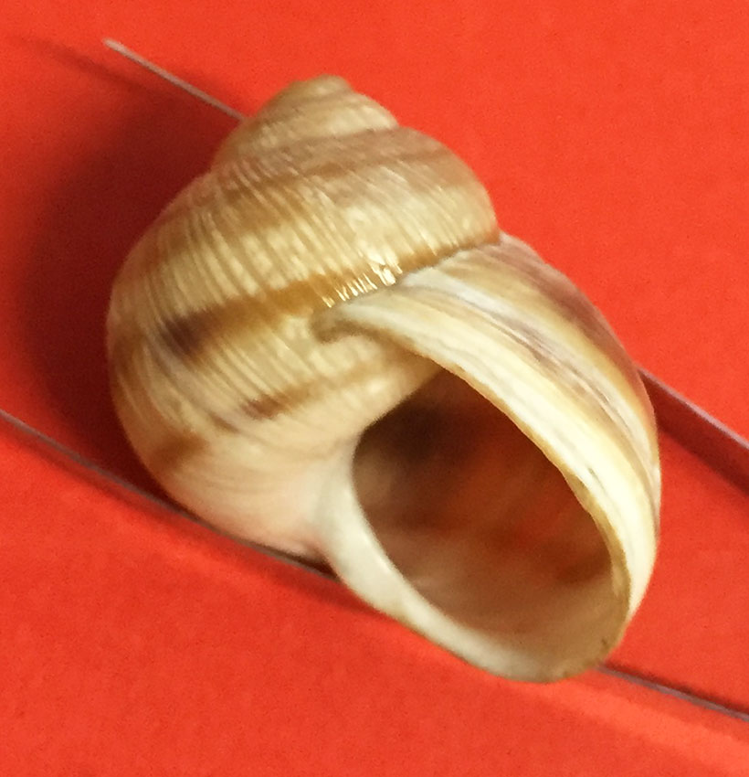 Helix figulina Rossmssler, 1839