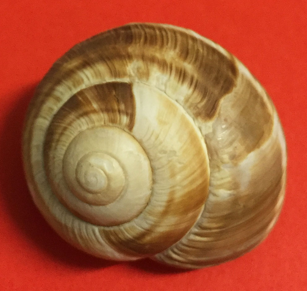 Helix lucorum?