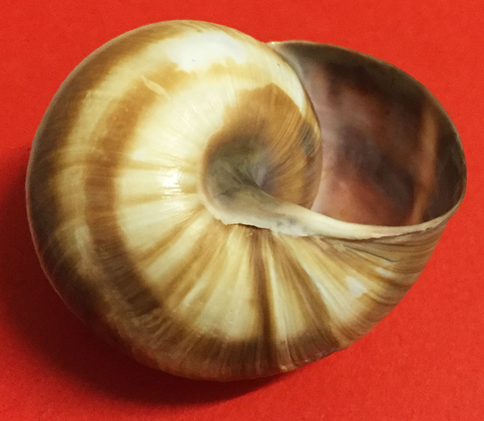 Helix lucorum?