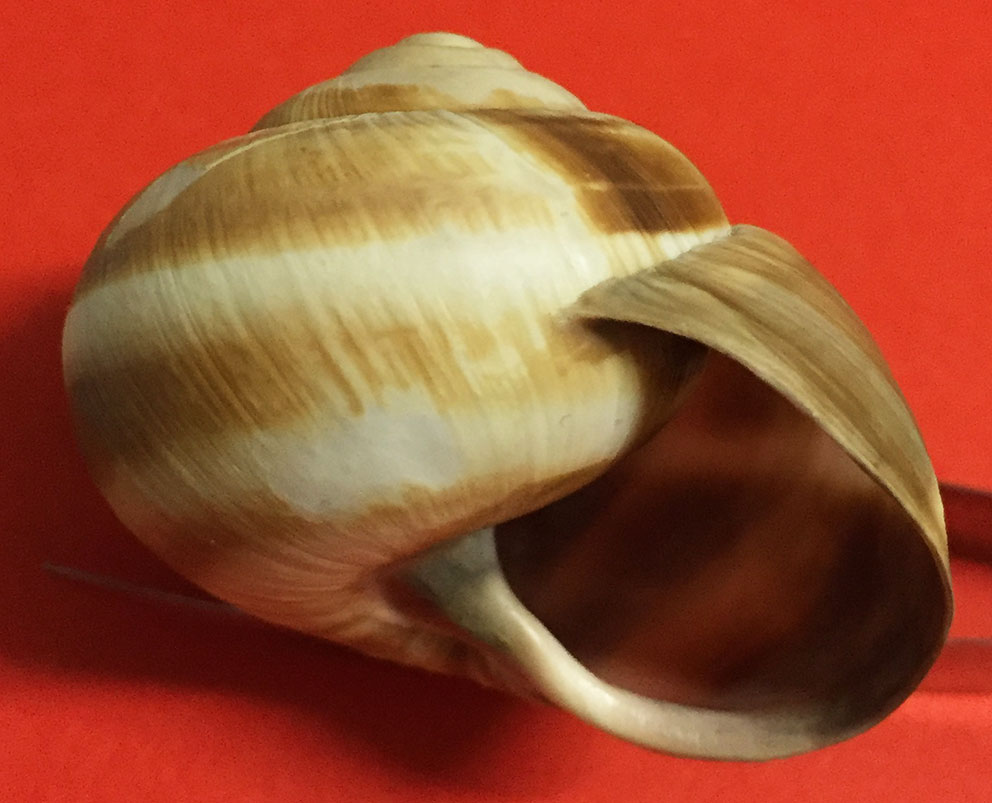 Helix lucorum?