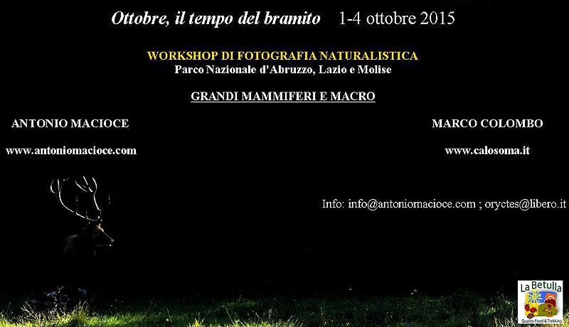 workshop di fotografia naturalistica in Abruzzo