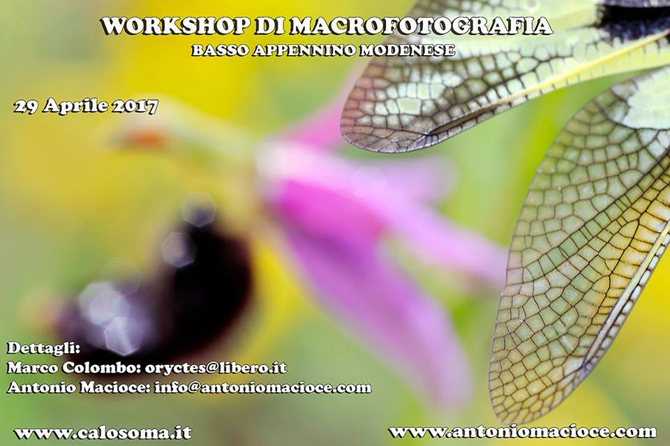 workshop di fotografia macro