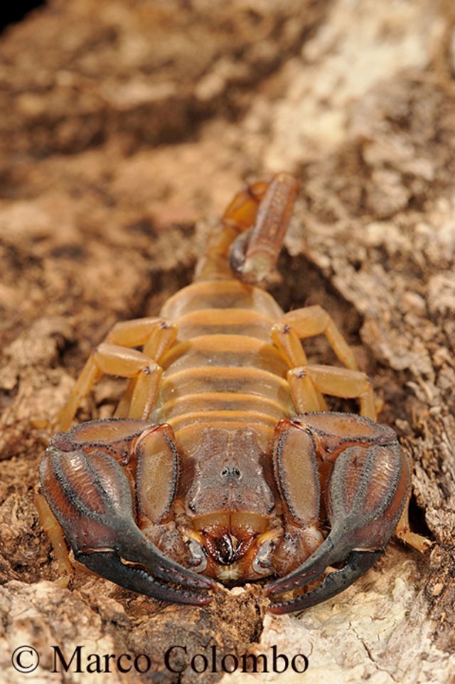 Protoiurus stathiae, uno dei grandi scorpioni greci