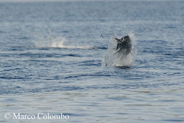 Il salto del tonno rosso (Thunnus thynnus)