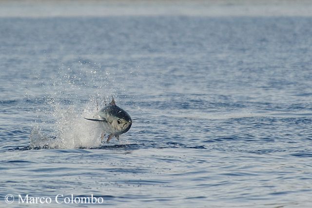 Il salto del tonno rosso (Thunnus thynnus)