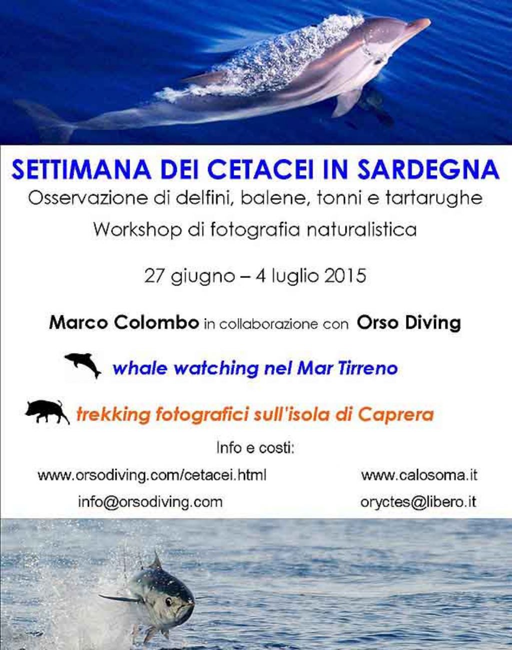 workshop whale watching e fotografia naturalistica