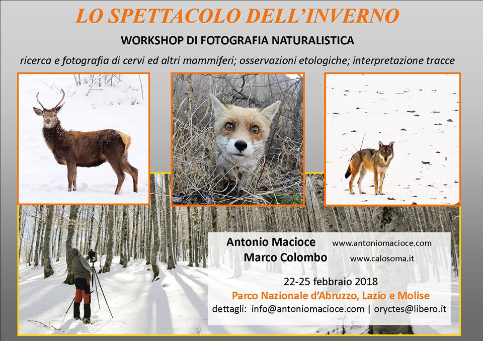 workshop di fotografia e osservazione mammiferi, Abruzzo