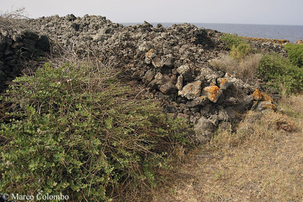 riconferma di Stegodyphus lineatus in Sicilia