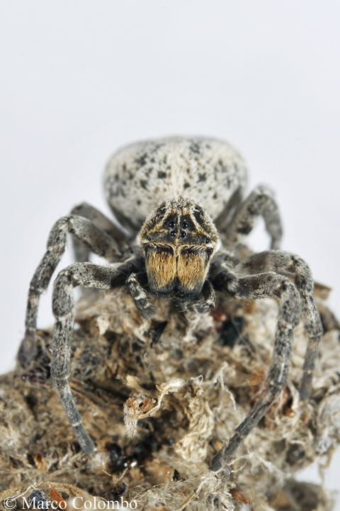 riconferma di Stegodyphus lineatus in Sicilia