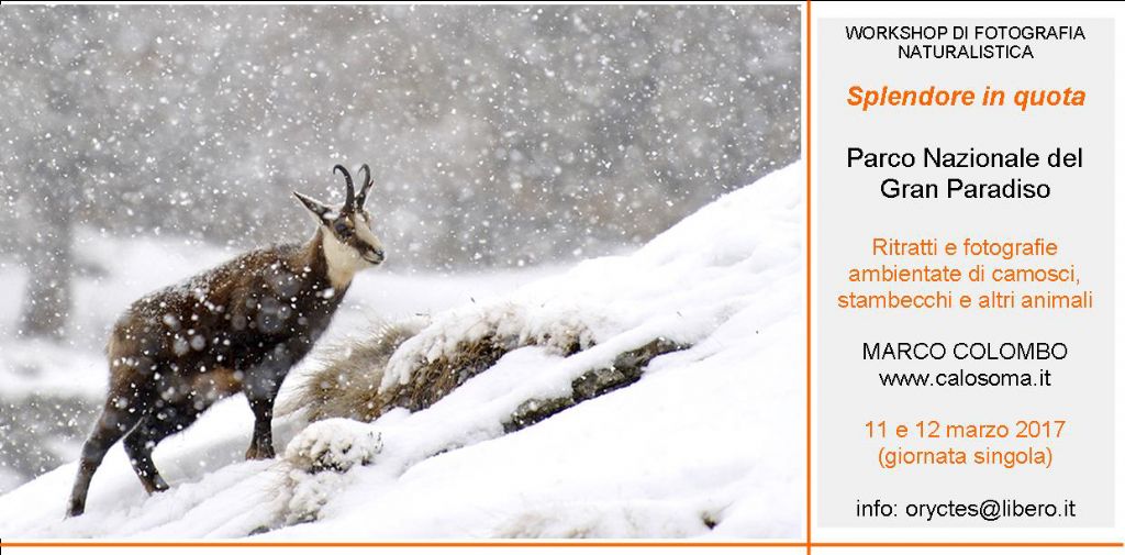 workshop di fotografia naturalistica al Parco Nazionale del Gran Paradiso