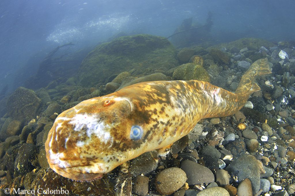 Lampreda di mare (Petromyzon marinus)