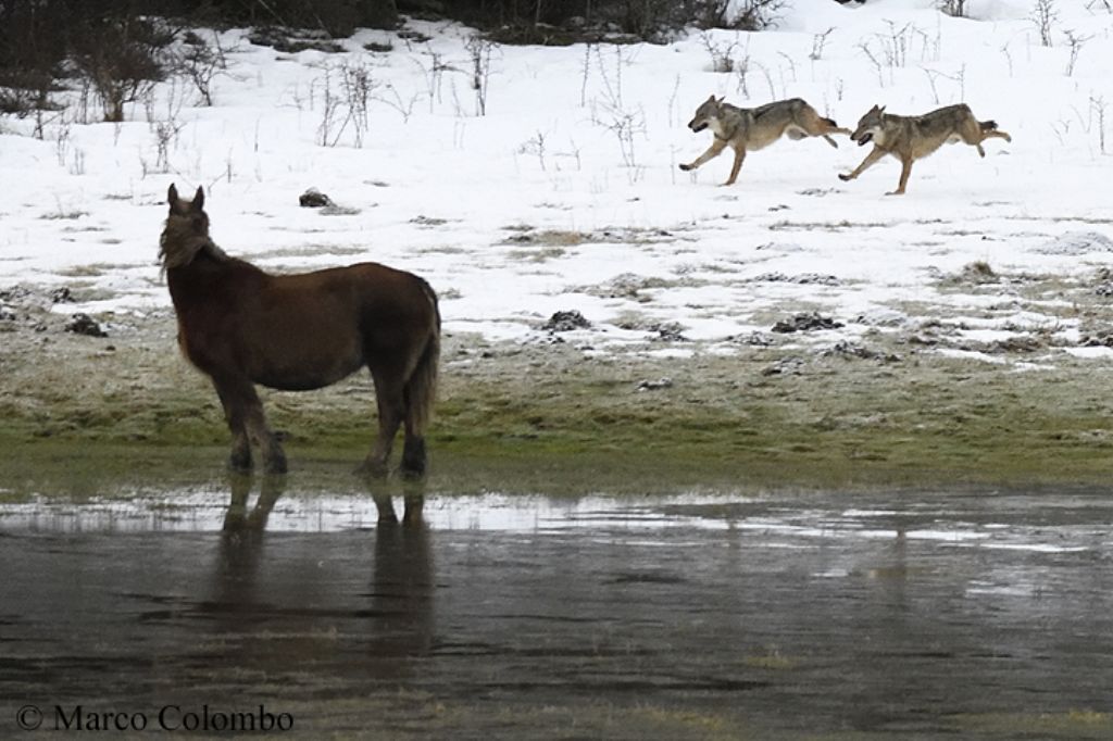 Inseguimento tra branchi di lupo appenninico (Canis lupus italicus)