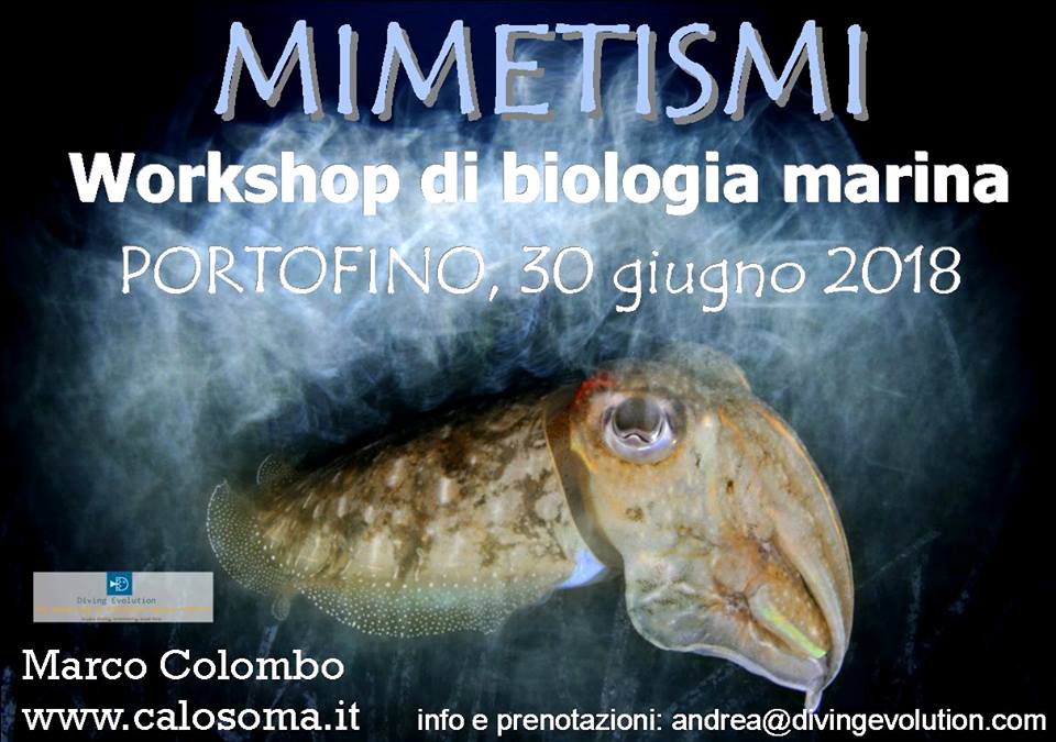 Workshop di biologia marina a Portofino sul mimetismo