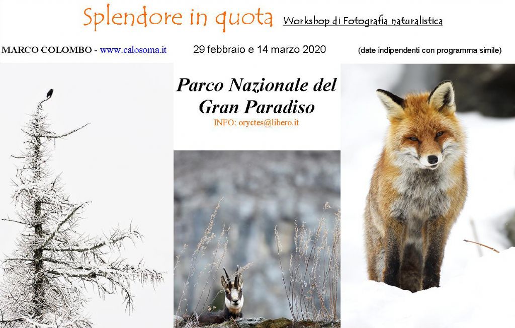 workshop di fotografia naturalistica Parco Nazionale del Gran Paradiso