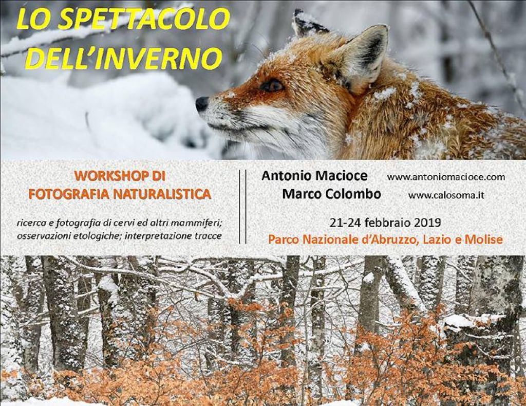 workshop di fotografia e osservazione dei mammiferi in Abruzzo