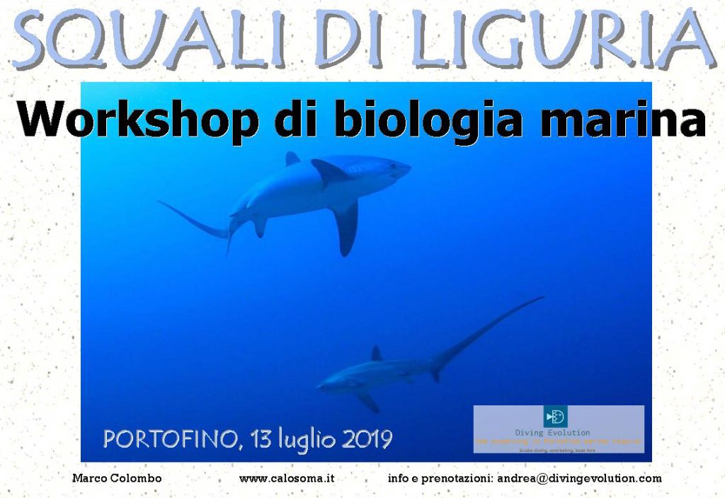 corso di biologia marina: squali