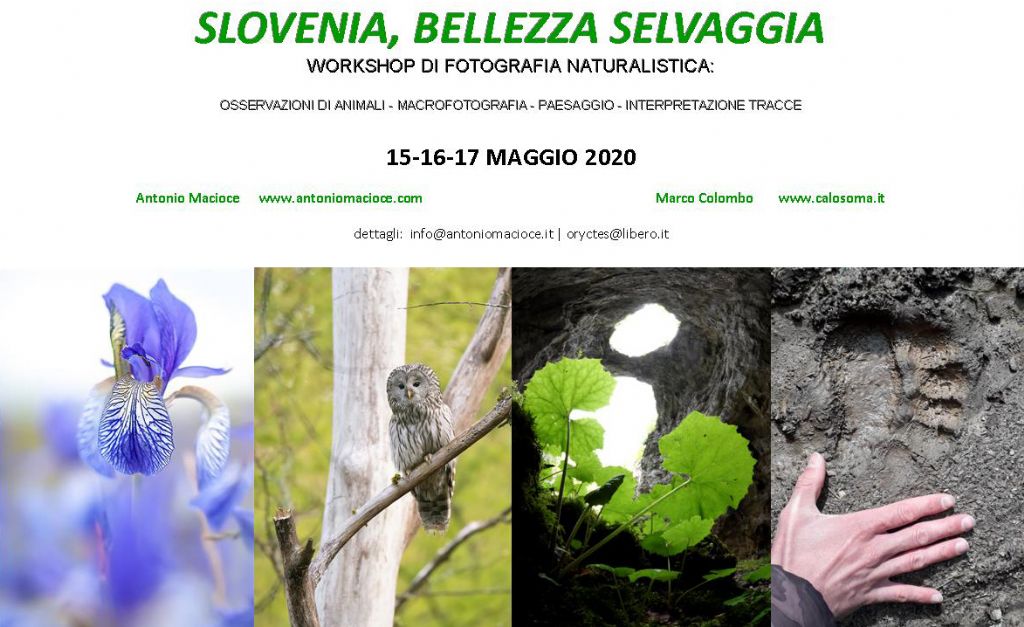 Slovenia, bellezza selvaggia