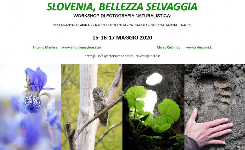 Slovenia, bellezza selvaggia