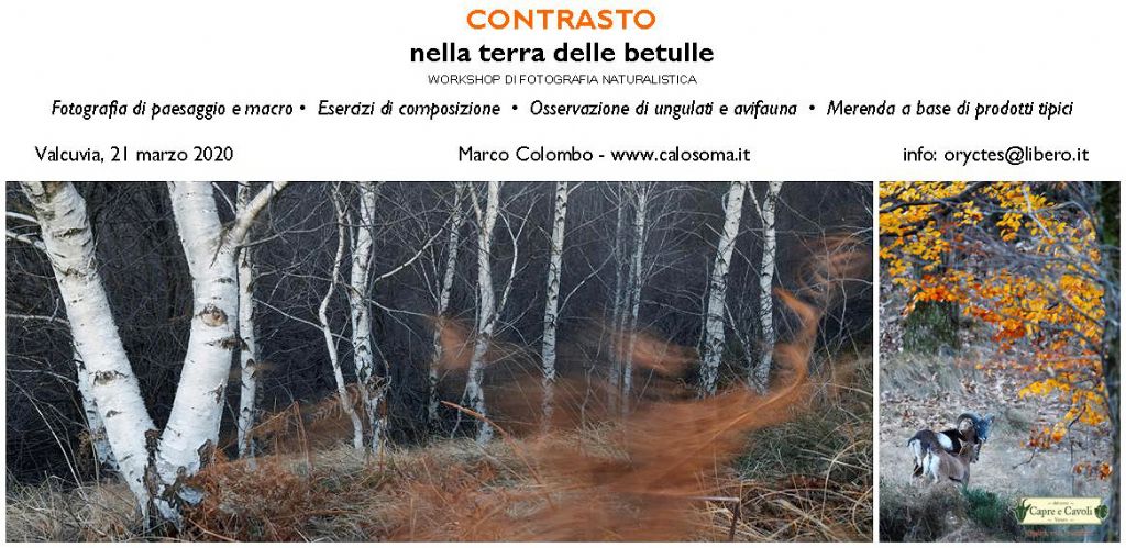 workshop Contrasto, nella terra delle betulle