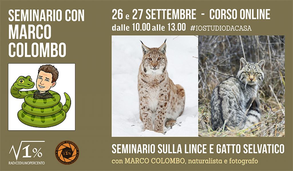 corso di biologia su lince e gatto selvatico