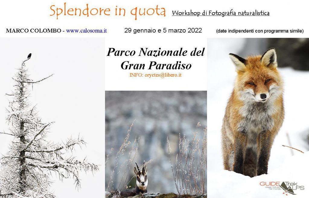 workshop di fotografia naturalistica, Parco Nazionale Gran Paradiso