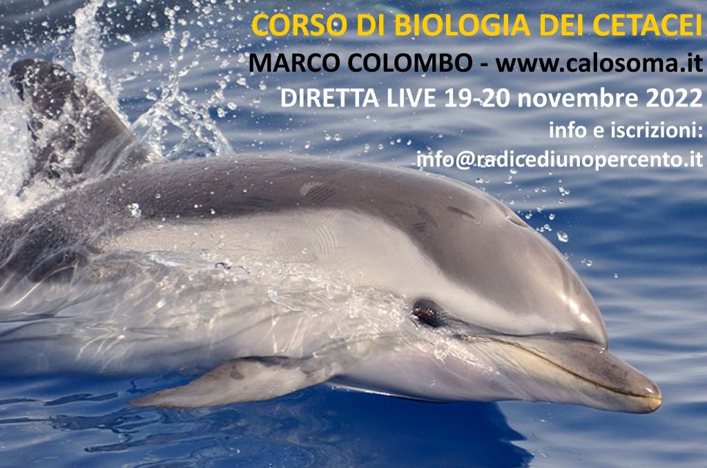 corso di biologia dei cetacei