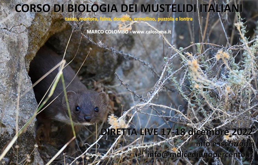 corso di biologia dei mustelidi italiani