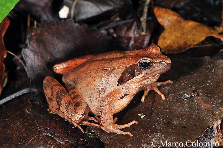 Rana dalmatina