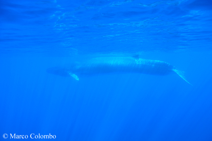 Balenottera comune sott''acqua