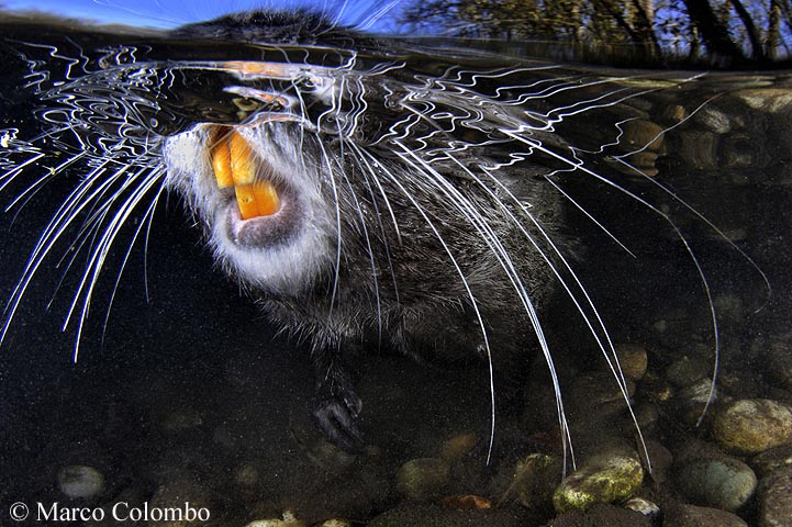 Nutria sott''acqua