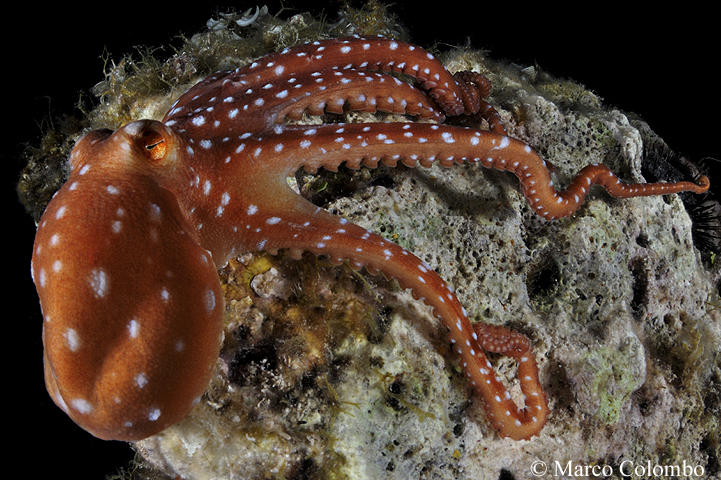 Polpessa (Callistoctopus macropus)