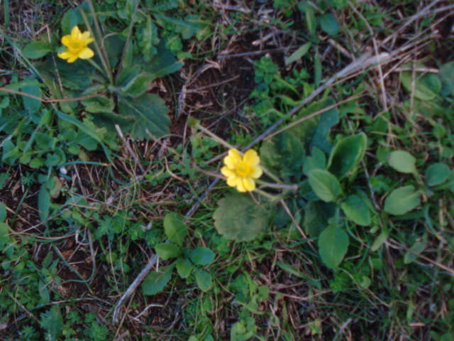 Ranunculus bullatus / Ranuncolo rosulato