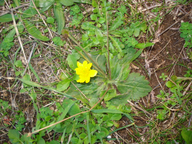 Ranunculus bullatus / Ranuncolo rosulato