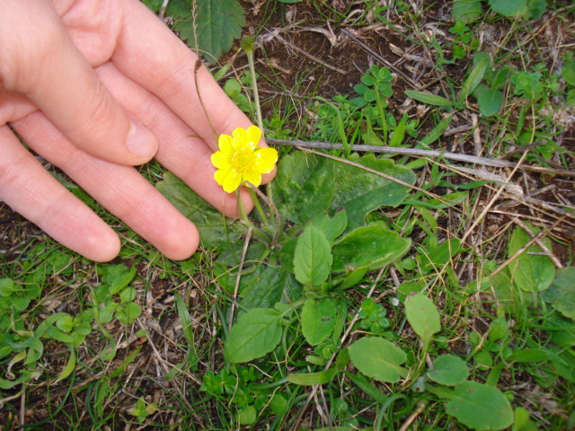 Ranunculus bullatus / Ranuncolo rosulato