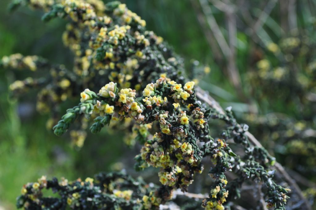 Thymelaea hirsuta