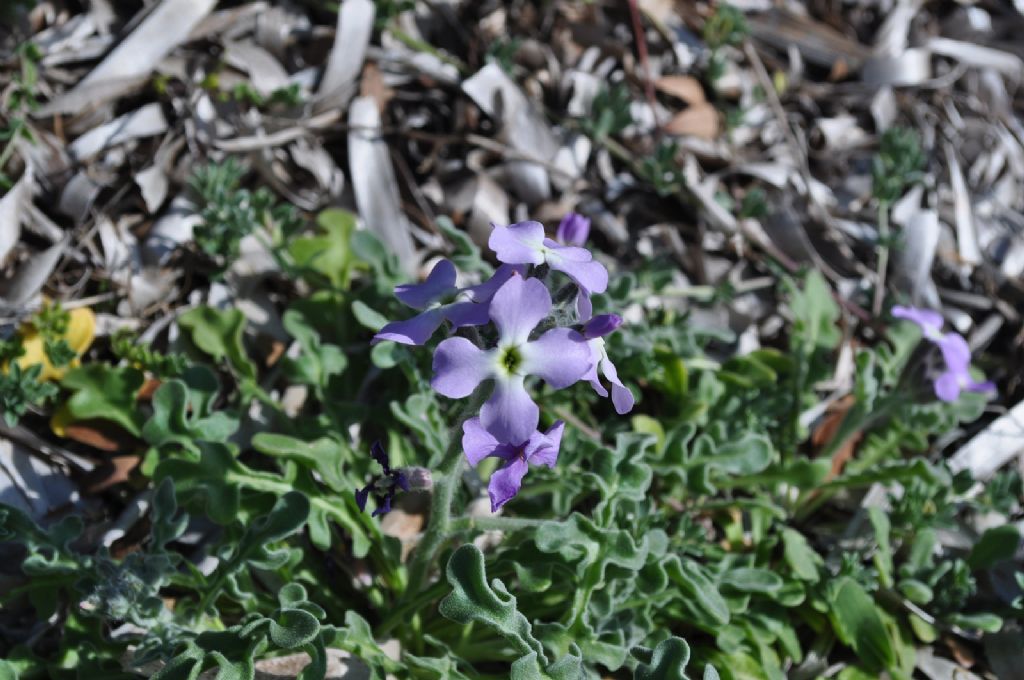 Da determinare - Matthiola sp.